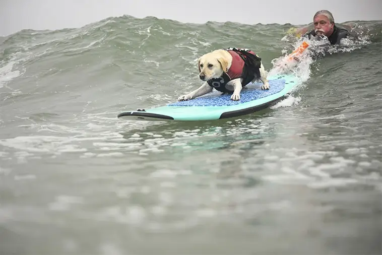 Vågmästare på fyra ben: Hundar från hela världen tävlade i VM i hundsurfning