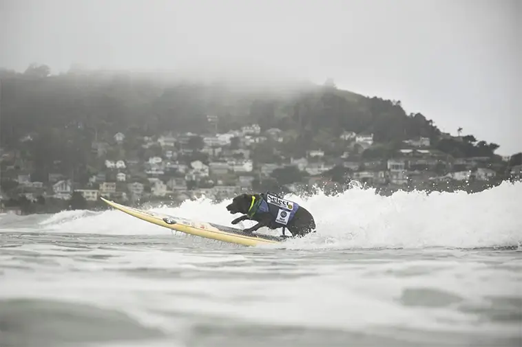 Vågmästare på fyra ben: Hundar från hela världen tävlade i VM i hundsurfning