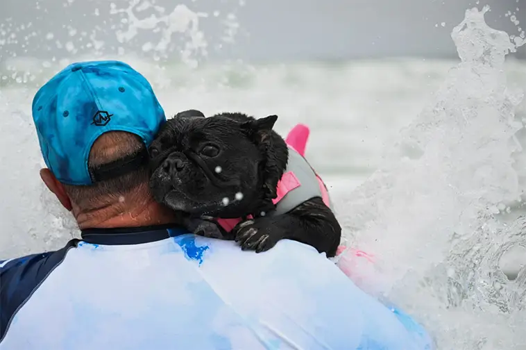 Vågmästare på fyra ben: Hundar från hela världen tävlade i VM i hundsurfning