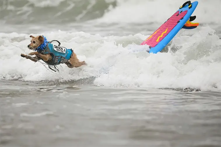 Vågmästare på fyra ben: Hundar från hela världen tävlade i VM i hundsurfning