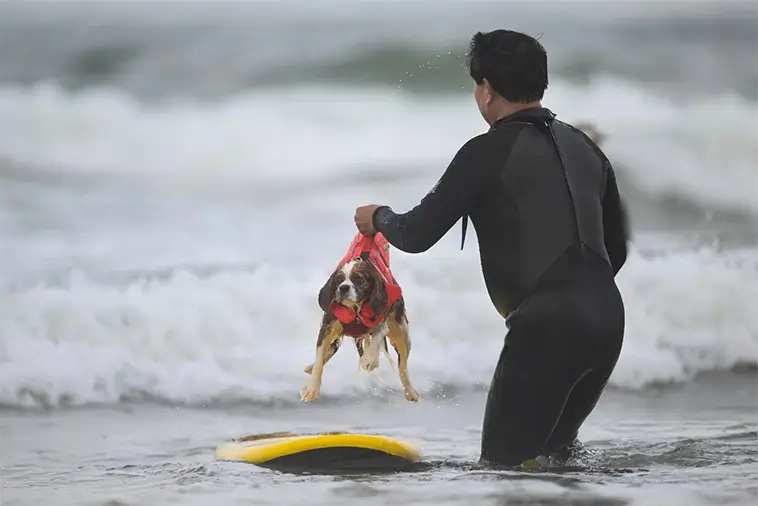 Vågmästare på fyra ben: Hundar från hela världen tävlade i VM i hundsurfning
