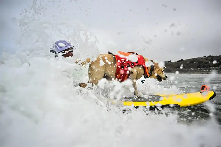 Vågmästare på fyra ben: Hundar från hela världen tävlade i VM i hundsurfning