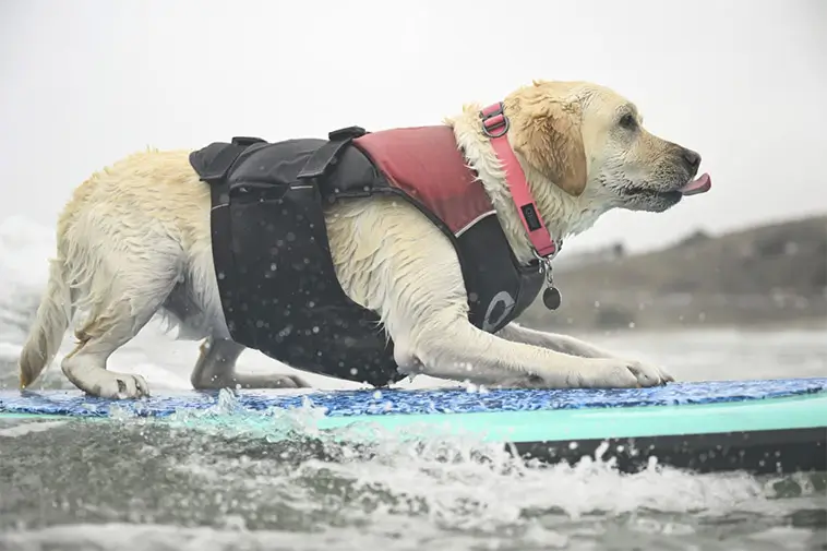 Vågmästare på fyra ben: Hundar från hela världen tävlade i VM i hundsurfning