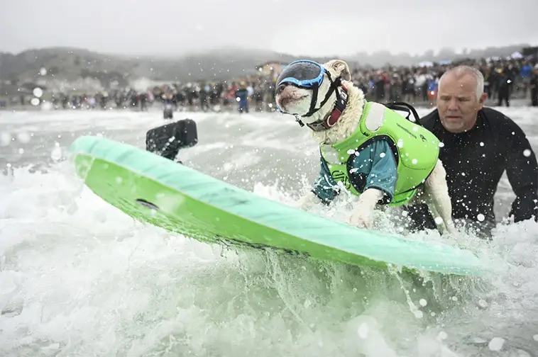 Vågmästare på fyra ben: Hundar från hela världen tävlade i VM i hundsurfning