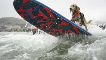 Vågmästare på fyra ben: Hundar från hela världen tävlade i VM i hundsurfning