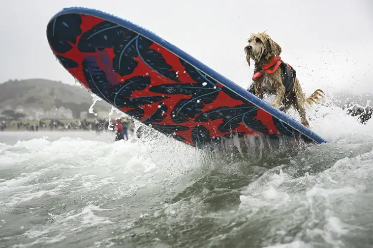 Vågmästare på fyra ben: Hundar från hela världen tävlade i VM i hundsurfning