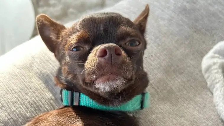Chihuahua försvann på semestern – paret tvingades till slut lämna campingen tomhänta