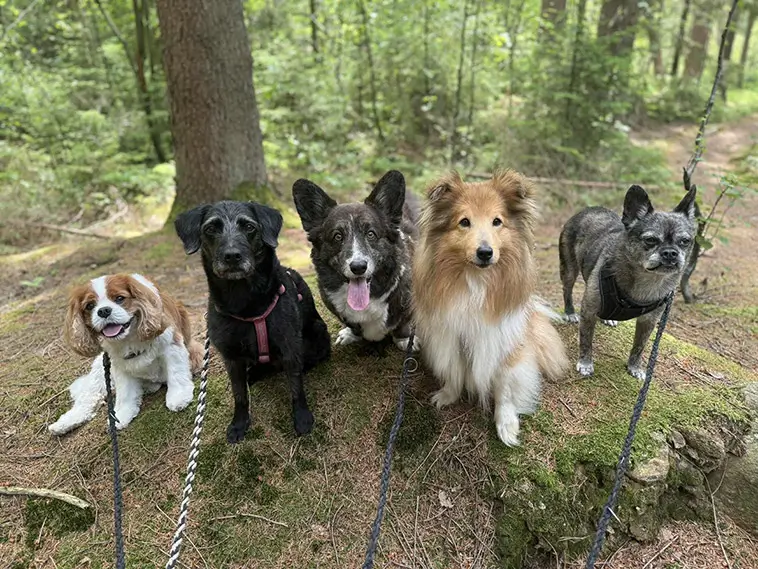 Elin valde hundlivet – nu driver hon ett mobilt hunddagis i Vårgårda