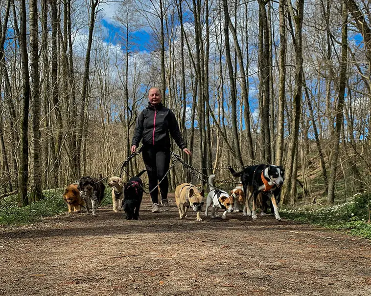 Elin valde hundlivet – nu driver hon ett mobilt hunddagis i Vårgårda