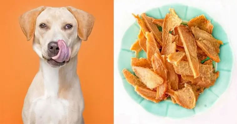 Varning till hundägare: Hundgodis kan kopplas till allvarlig njursjukdom