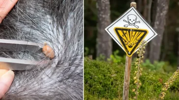 Välj rätt fästingmedel till hunden – fel preparat kan skada både katter och natur