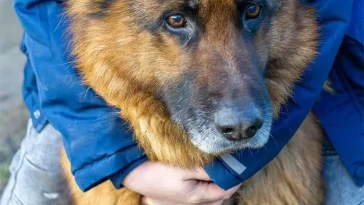 Husse försökte lura sin schäfer – men fick snabbt lära sig en läxa