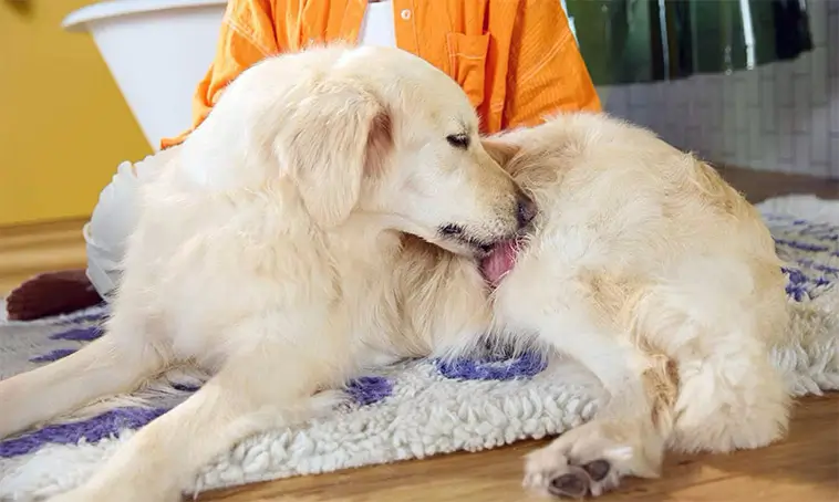 Fukteksem hos hund – så känner du igen och behandlar det
