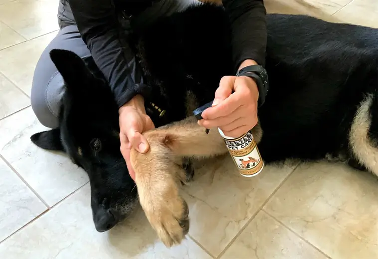 Fukteksem hos hund – så känner du igen och behandlar det