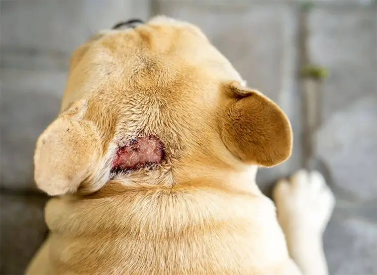 Fukteksem hos hund – så känner du igen och behandlar det