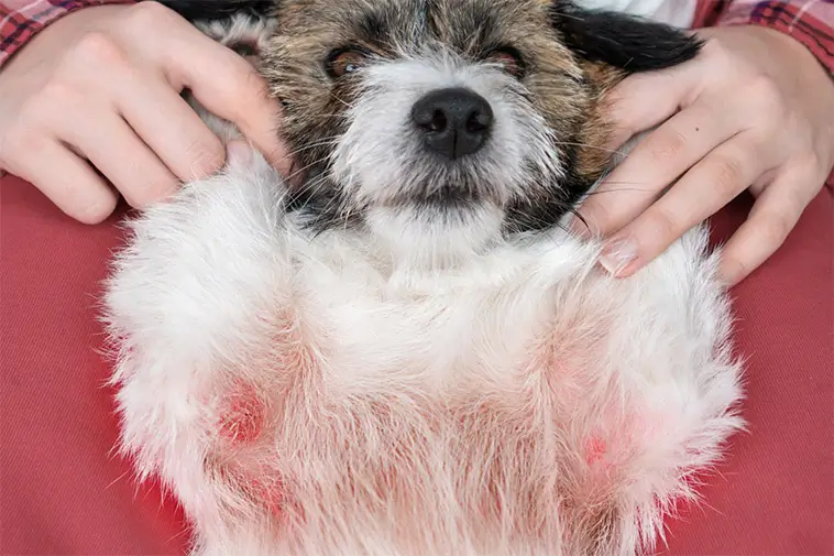Fukteksem hos hund – så känner du igen och behandlar det