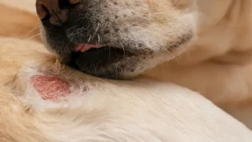 Fukteksem hos hund – så känner du igen och behandlar det