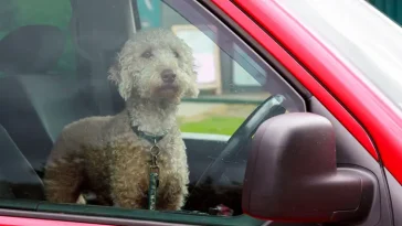 Hund instängd i stekhet bil – par ställs inför rätta