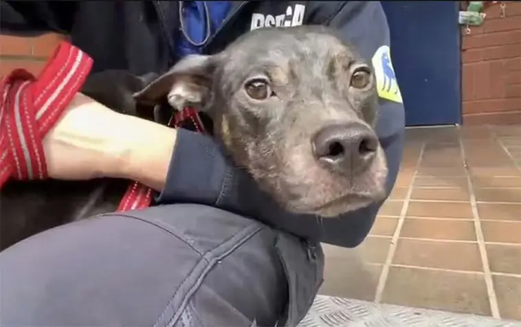 Hund övergiven i bur – rörande brev från ägaren väcker starka känslor