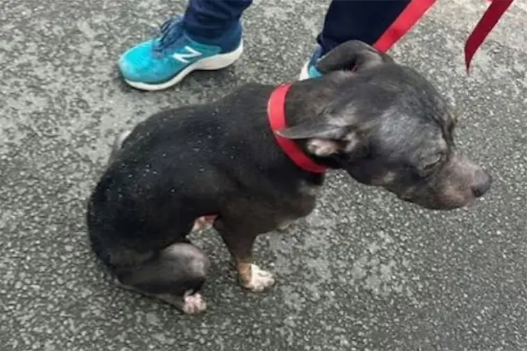 Hund övergiven i bur – rörande brev från ägaren väcker starka känslor