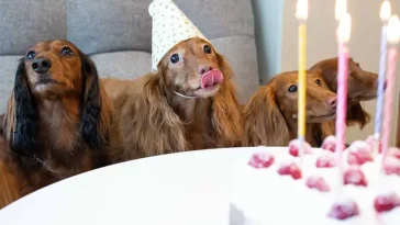 Hundkalas håller på att bli en självklar tradition i Sverige