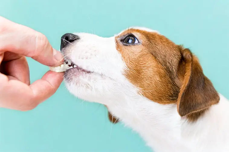 Många hundägare undrar – är ost egentligen säkert för hundar?