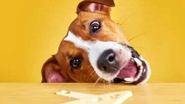 Många hundägare undrar – är ost egentligen säkert för hundar?
