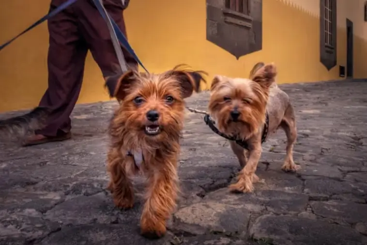 Prime Video inför reklam – betala extra för en annonsfri upplevelse