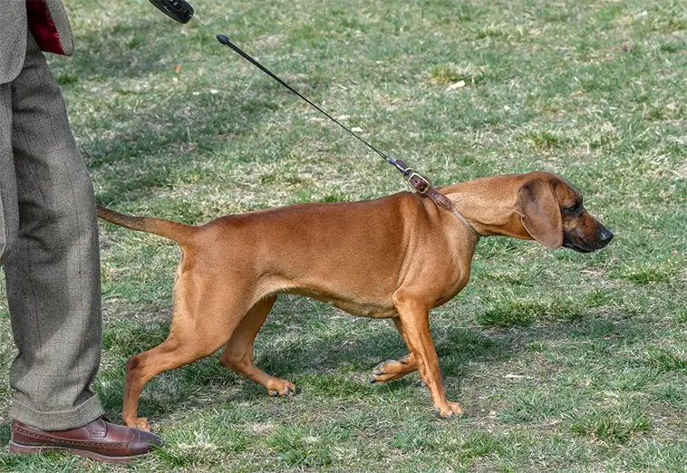 Kungen och drottningen har skaffat ny hundvalp