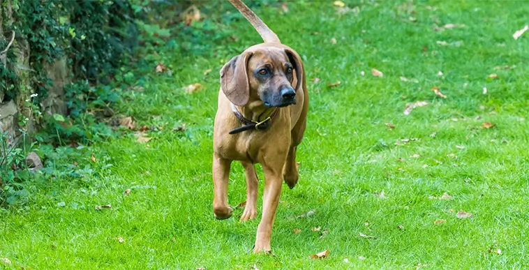 Kungen och drottningen har skaffat ny hundvalp