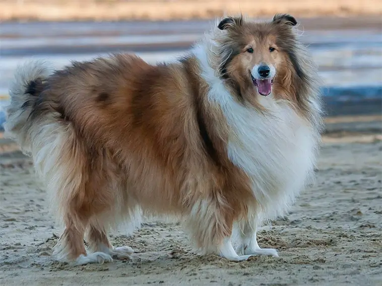 Har du en långhårig hund? Då ska du alltid ha majsstärkelse hemma!