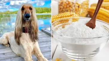 Har du en långhårig hund? Då ska du alltid ha majsstärkelse hemma!