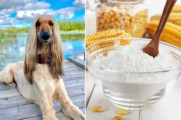 Har du en långhårig hund? Då ska du alltid ha majsstärkelse hemma!