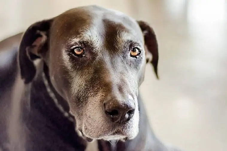 Lät svårt sjuk hund lida i veckor – skyllde på sin dotter