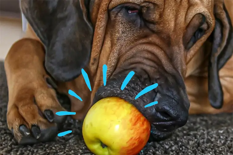 Prime Video inför reklam – betala extra för en annonsfri upplevelse