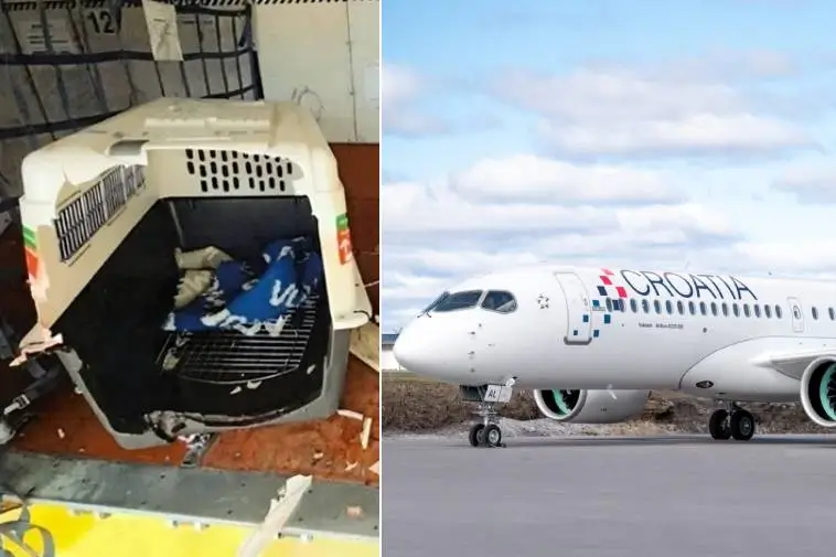 Hundens panik på flyget kostade nästan en halv miljon i skadestånd för Eva