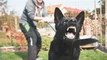 Oroande ökning av hundattacker i Stockholm – allt fler skadas