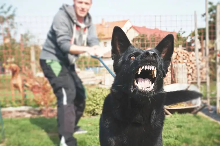 Oroande ökning av hundattacker i Stockholm – allt fler skadas