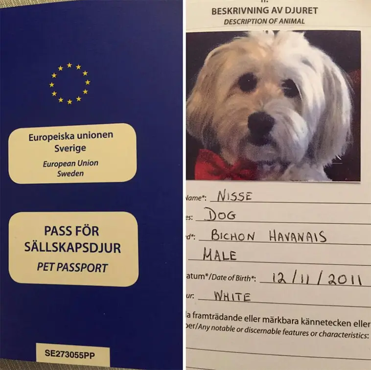 Resa i Europa med hund – detta behöver du veta