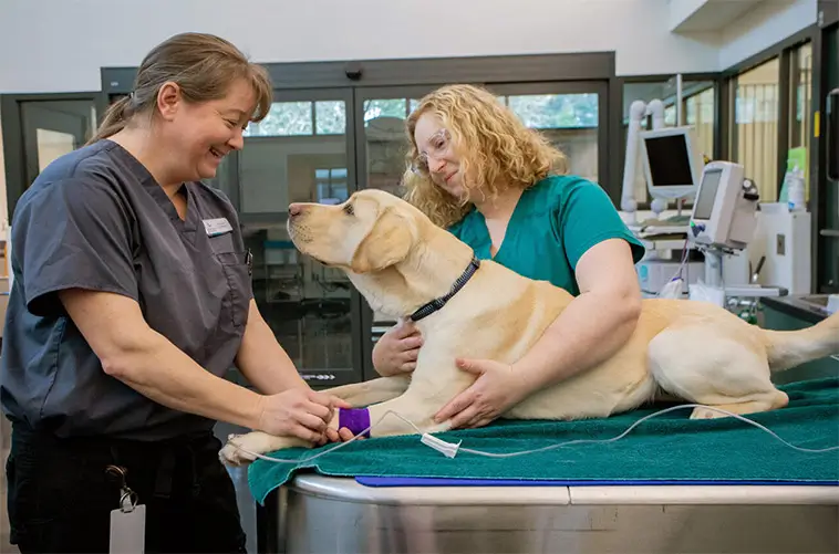 Skakande trend i Europa: Skyhöga veterinärkostnader och fler övergivna husdjur