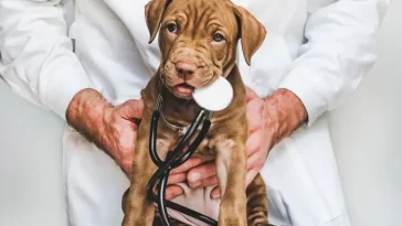 Skakande trend i Europa: Skyhöga veterinärkostnader och fler övergivna husdjur