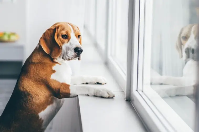 Så stöttar du din hund efter semester