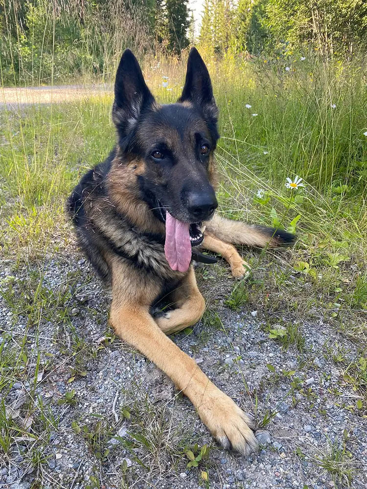 Västerbottens polishundar laddade efter sommaruppehållet
