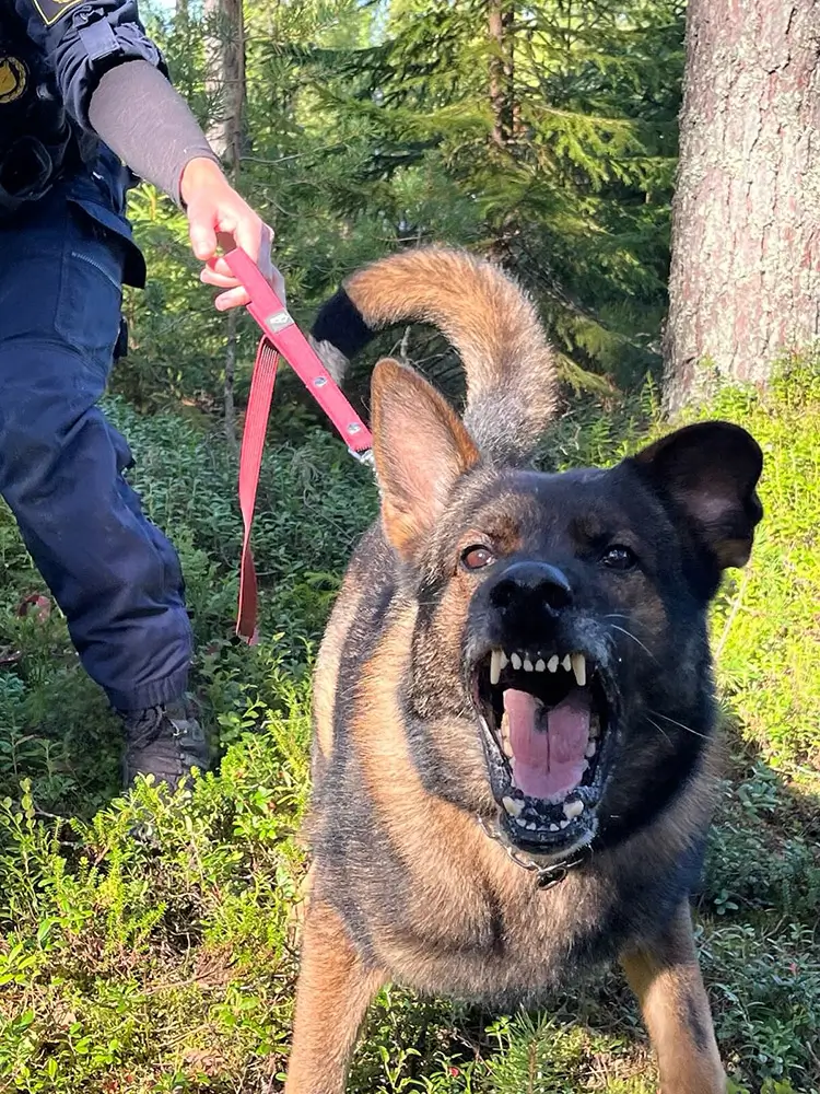 Västerbottens polishundar laddade efter sommaruppehållet