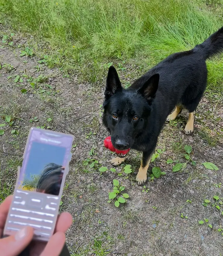 Västerbottens polishundar laddade efter sommaruppehållet