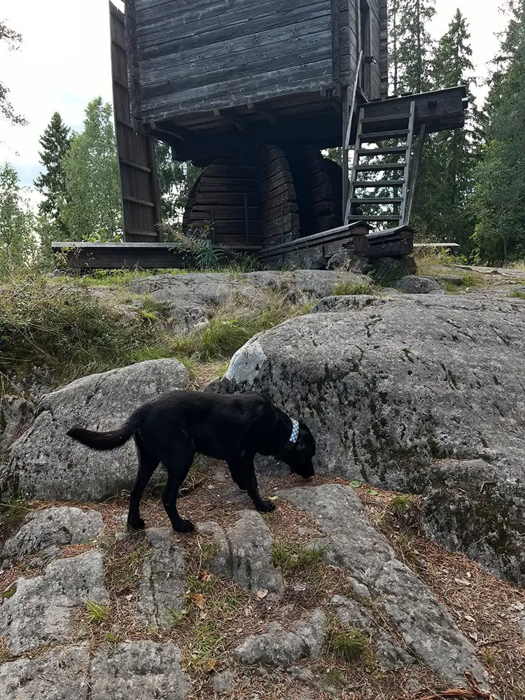 Västerbottens polishundar laddade efter sommaruppehållet