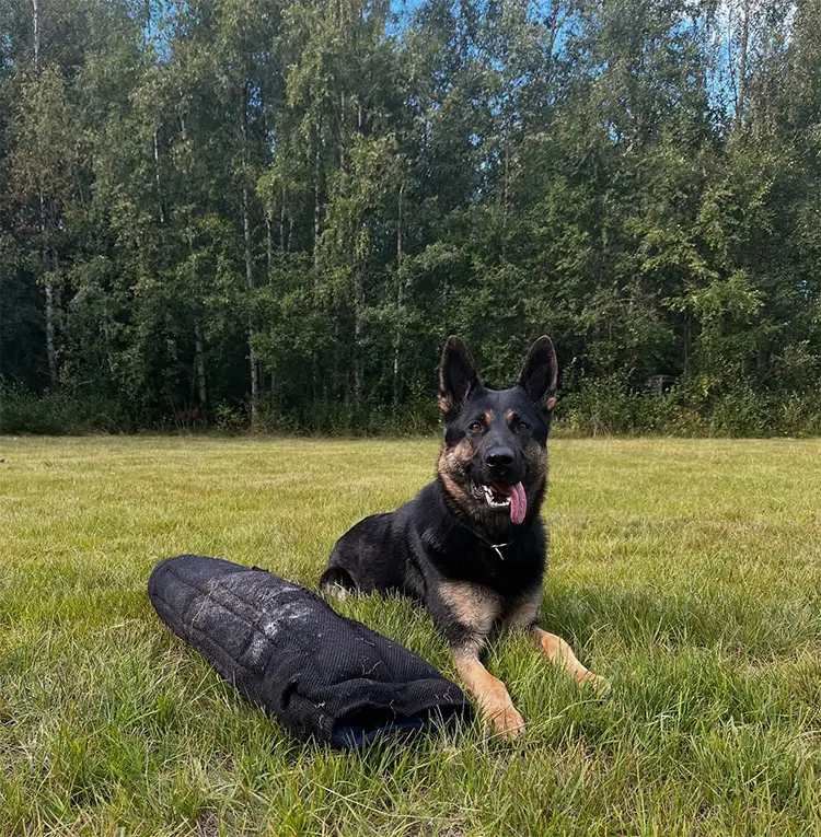 Västerbottens polishundar laddade efter sommaruppehållet