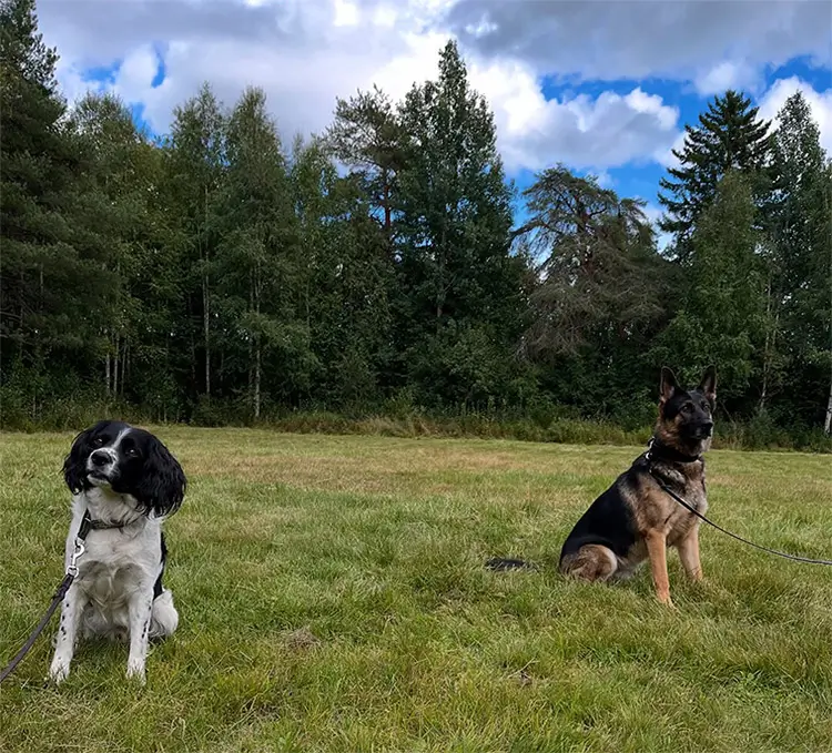 Västerbottens polishundar laddade efter sommaruppehållet