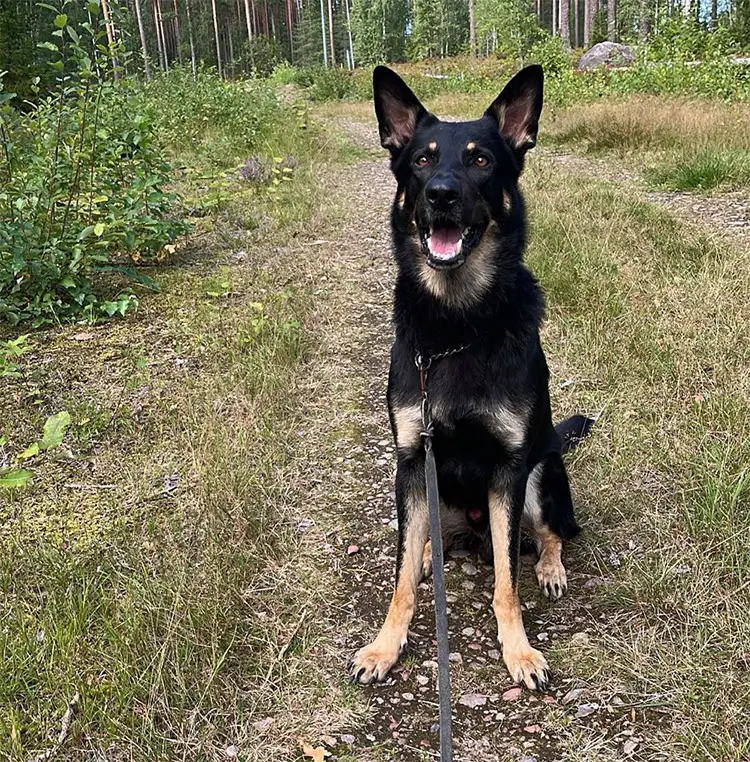 Västerbottens polishundar laddade efter sommaruppehållet