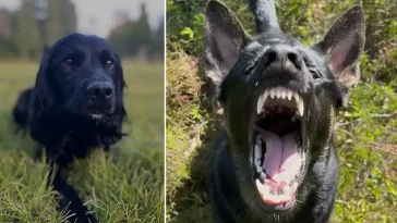 Västerbottens polishundar laddade efter sommaruppehållet